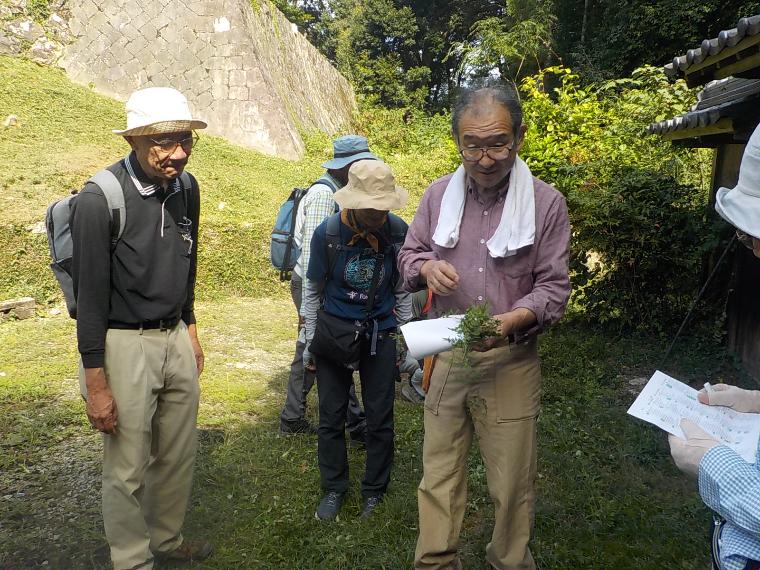 シダ植物観察会の様子