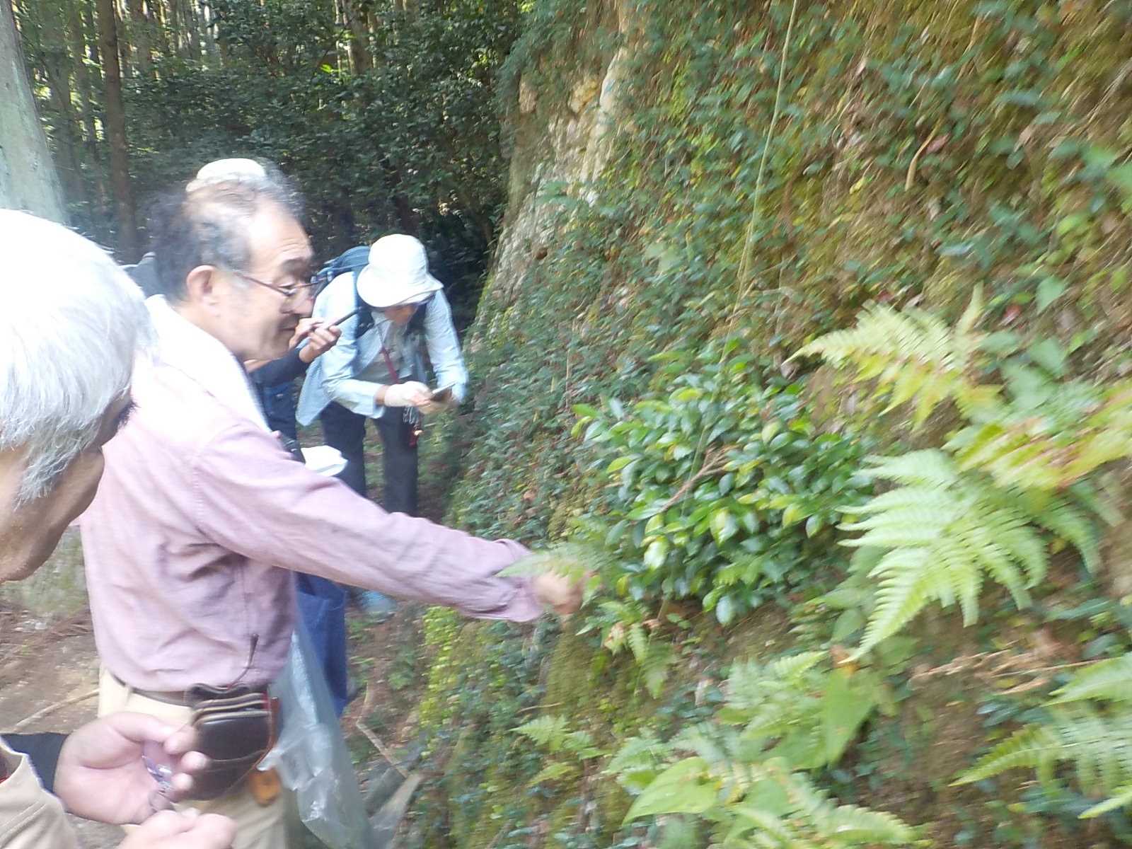 シダ植物観察会の様子