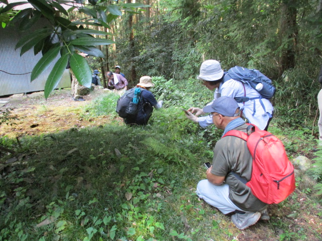 シダ植物を観察している様子