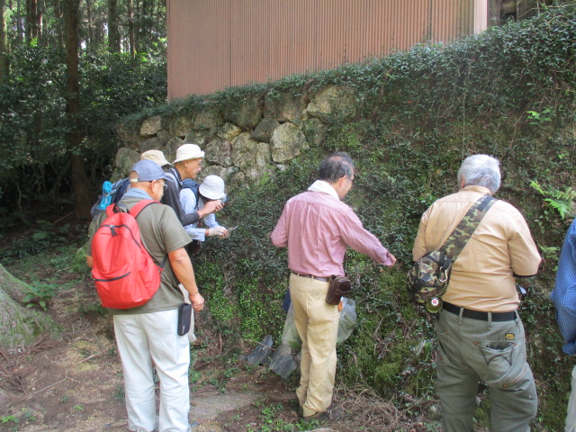 シダ植物を観察している様子