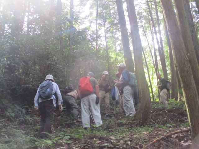 シダ植物を観察している様子