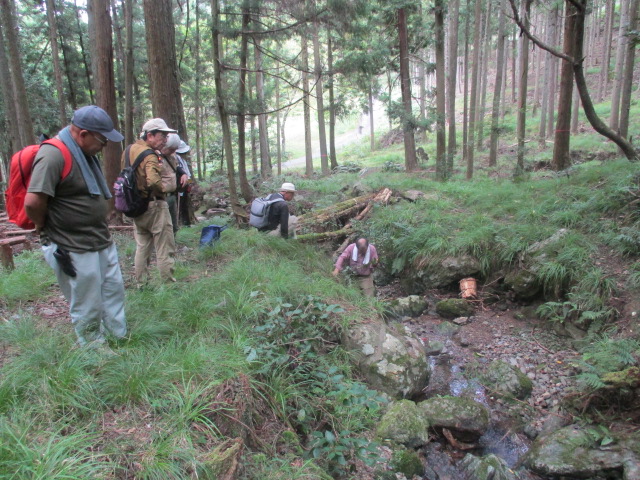 シダ植物を観察している様子