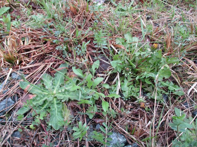 ブタナとセイヨウタンポポ(雑種)