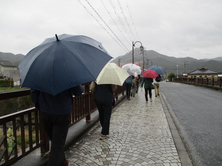 雨の中傘をさしてタンポポ探し