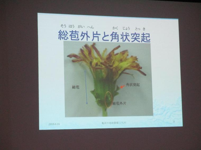 カンサイタンポポとセイヨウタンポポの違いを写真で説明