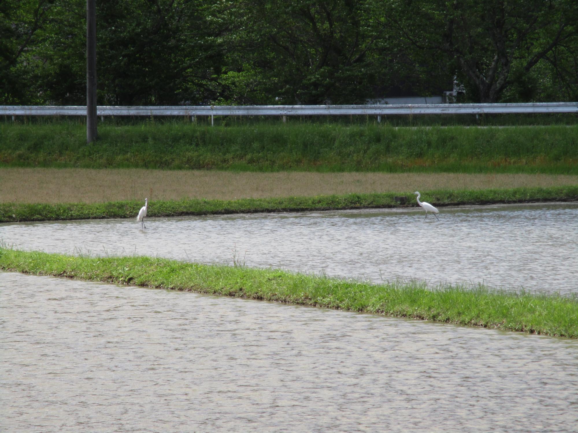 サギが田んぼにいる