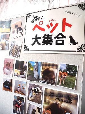 我が家のペットの写真を掲示しています