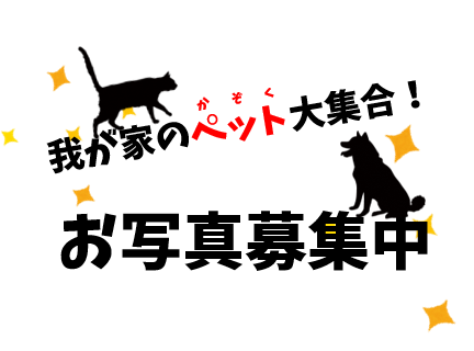 我が家のペットの写真募集中